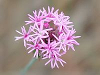 Procession Flower