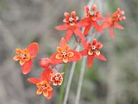 Scarlet Milkweed