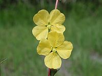 Seaside Primrosewillow