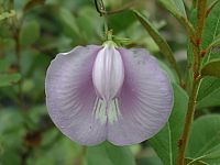 Spurred Butterfly Pea