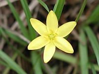 Yellow Star Grass