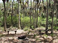 David's Cabbage Palm Camp