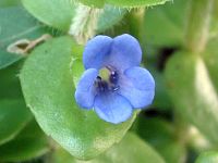 Lemon Bacopa