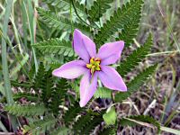 Largeflower Rosegentian