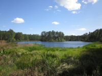 Pond View