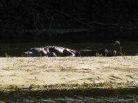 Huge Gator