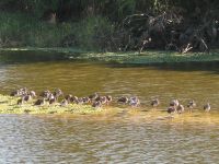 Ibises