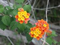 Lantana