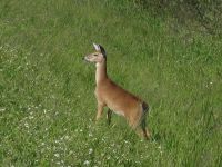 White Tail Deer