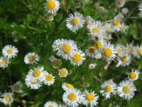 Southern Fleabane