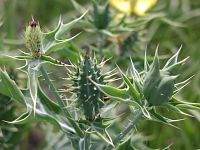 Spiny Sow Thistle