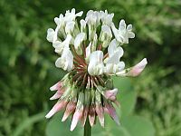 White Clover