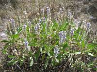 Skyblue Lupine