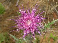 Thistle