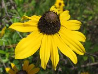 Blackeyed Susan