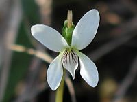 Bog White Violet