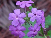 Coastal Mock Vervain