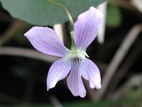 Common Blue Violet