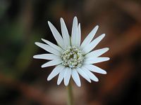 Pineland Daisy