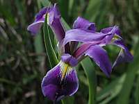 Prairie Iris