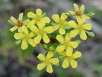 Roundpad St. Johns Wort