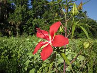 Scarlet Hibiscus