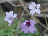 Small Butterwort