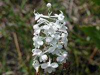 Snowy Orchid