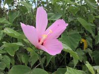 Swamp Rose Mallow