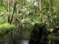 Tosohatchee Creek in 2009