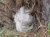 Yellow Jacket Nest