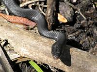 Black Racer