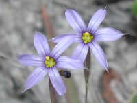 Blue Eyed Grass