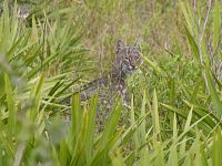 Bobcat