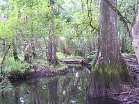 Crabgrass Creek