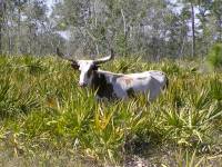 Florida Longhorn