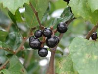 Muscadine Grapes