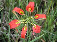 Pine Lily