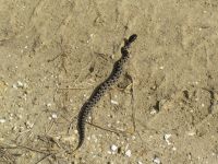 Pygmy Rattler